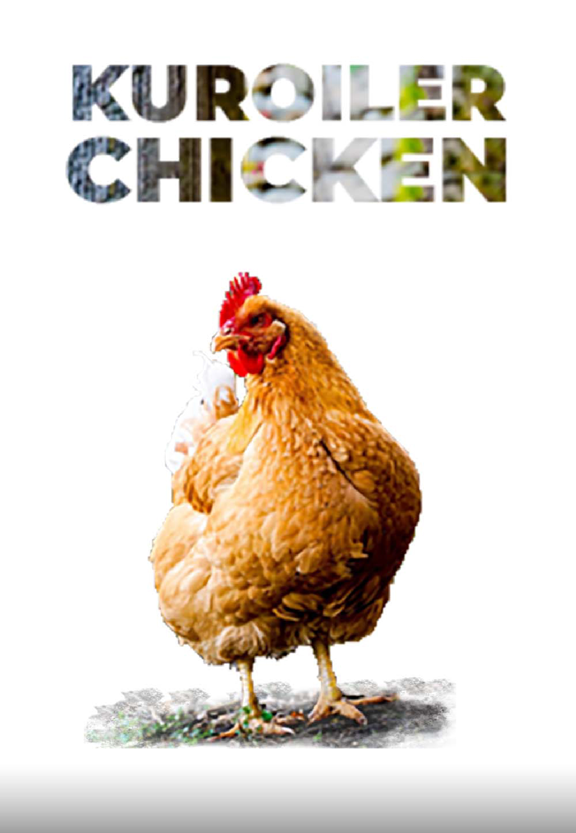 understanding KUROILER chicken